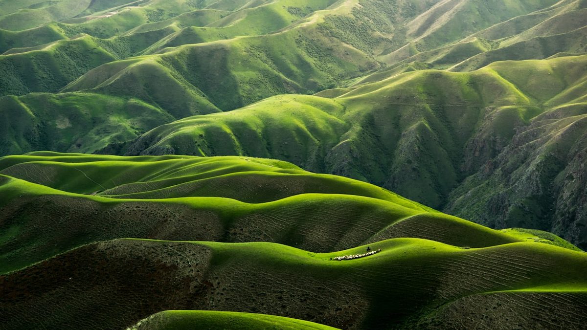 Summer alpine meadow in Lori
